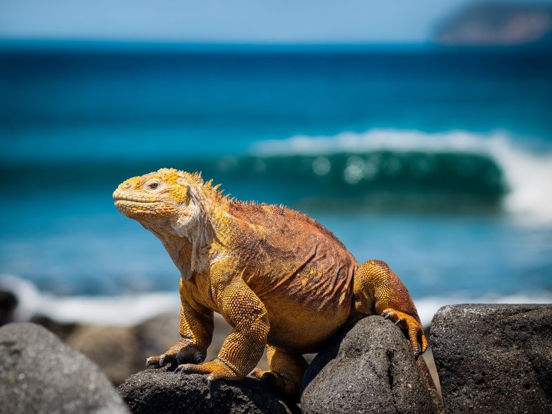 An iguana sunbathes on rocks while ocean waves break on the shore in the background.