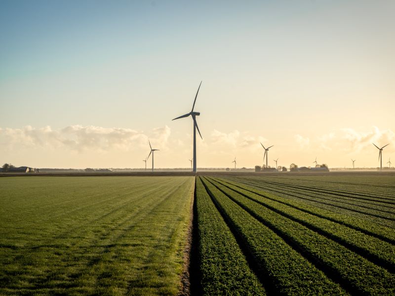 A dozen large wind turbines preside over a field of green crops.